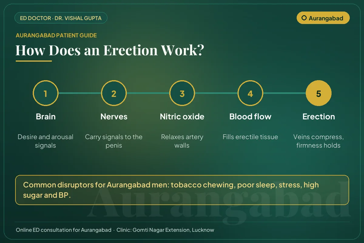 Diagram for Aurangabad patients: how brain, nerves, nitric oxide and blood flow create an erection