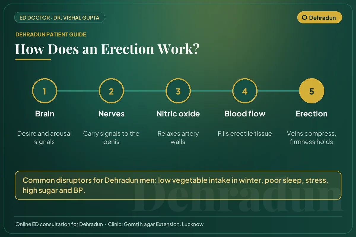 Diagram for Dehradun patients: how brain, nerves, nitric oxide and blood flow create an erection
