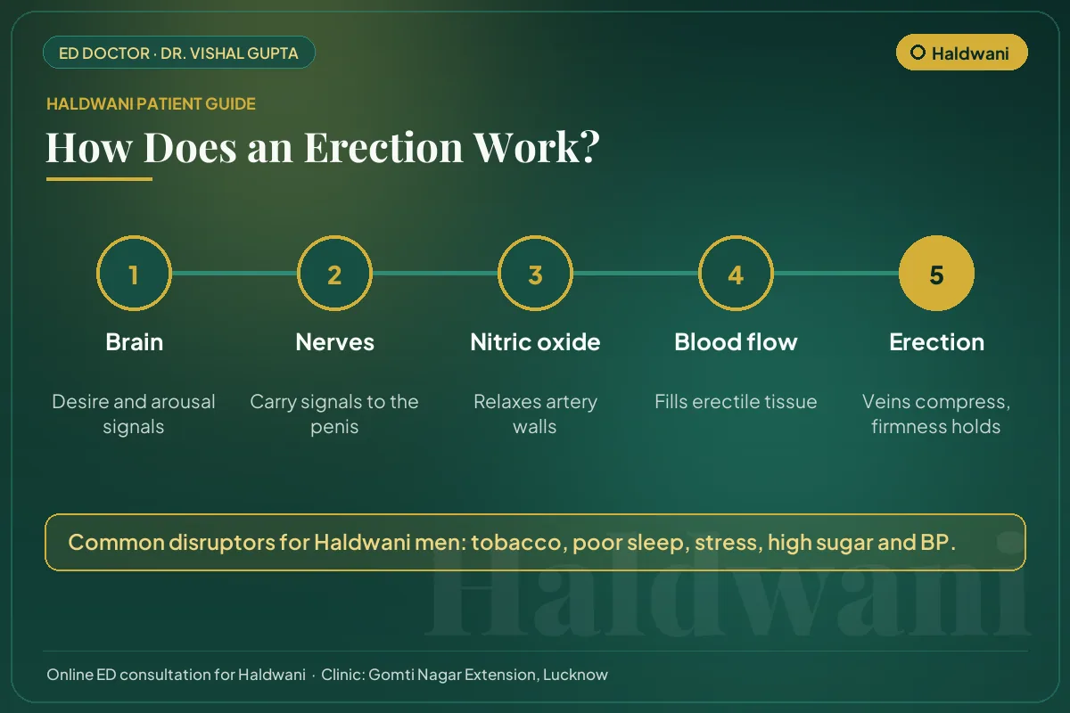 Diagram for Haldwani patients: how brain, nerves, nitric oxide and blood flow create an erection