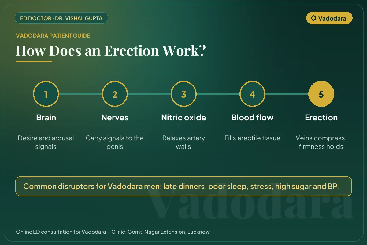 Diagram for Vadodara patients: how brain, nerves, nitric oxide and blood flow create an erection