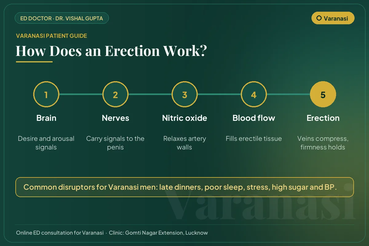 Diagram for Varanasi patients: how brain, nerves, nitric oxide and blood flow create an erection